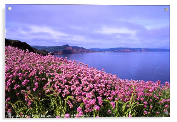 Blooming Clifftop Paradise Acrylic by Paul F Prestidge