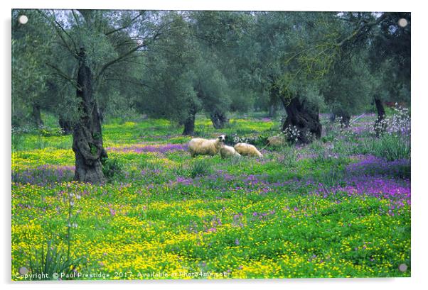 Lefkas, Greece Olive Groves and Sheep Acrylic by Paul F Prestidge
