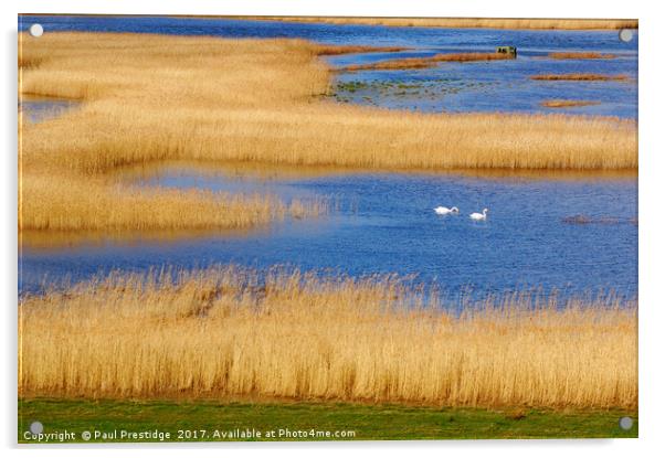 Swans on the Axe Estuary Acrylic by Paul F Prestidge