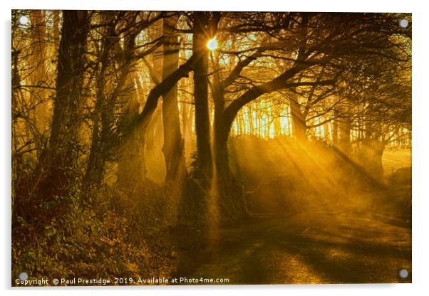Sunlight Through the Trees Acrylic by Paul F Prestidge
