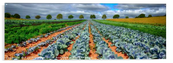 Crop Field Farmland Panorama                       Acrylic by Paul F Prestidge