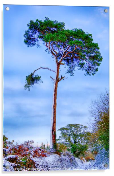 A Scots Pine in the Snow Acrylic by Paul F Prestidge