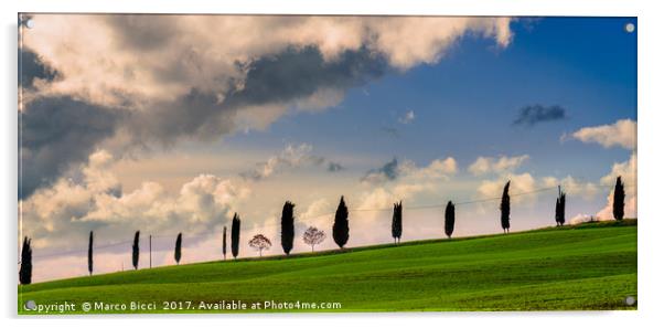 Cypress tree Acrylic by Marco Bicci