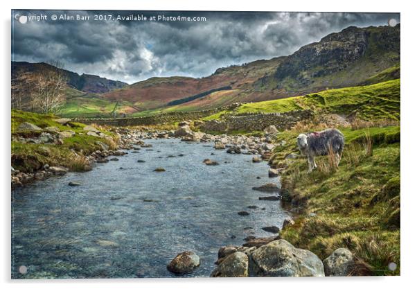 Lake District Herdwick Sheep Acrylic by Alan Barr