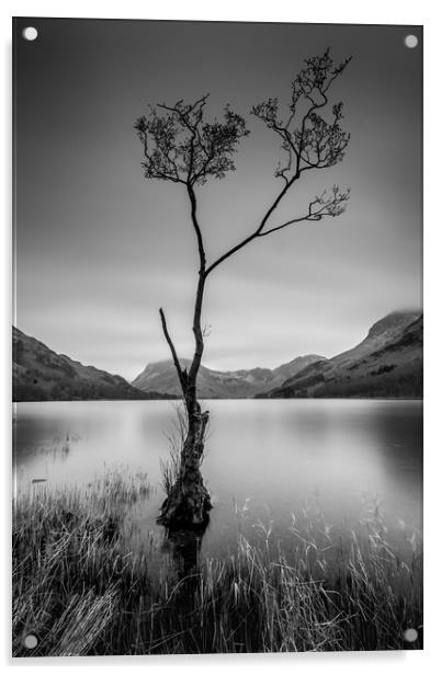 The Lone Tree  Acrylic by Charlie Gott