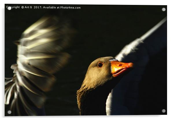 Greylag Goose Acrylic by Art G