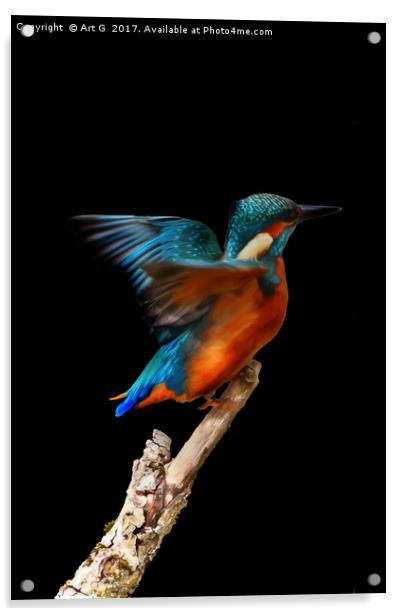 Kingfisher on Black Acrylic by Art G
