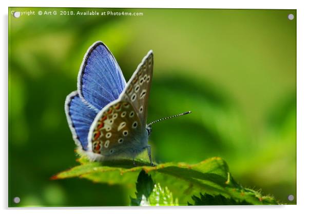 Common Blue Butterfly Acrylic by Art G