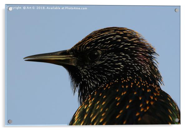 Starling in Profile Acrylic by Art G