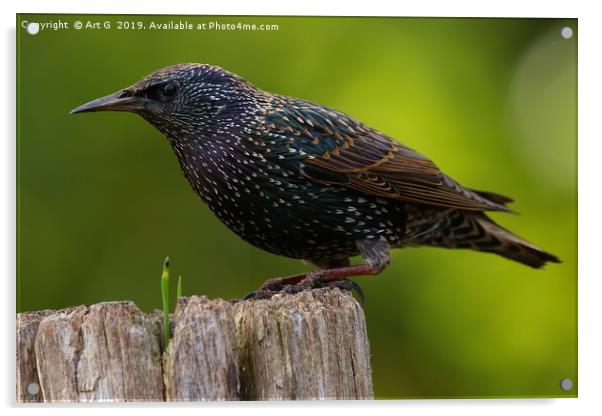 Starling at Denny Wood Acrylic by Art G