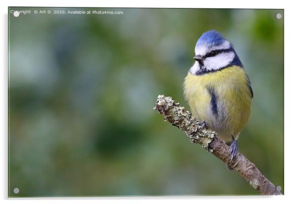 New Forest Blue Tit Acrylic by Art G