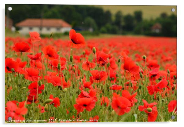 A field of red Acrylic by Alex Waterton