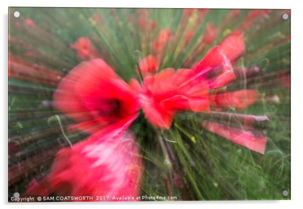 Poppy vortex  Acrylic by sam COATSWORTH