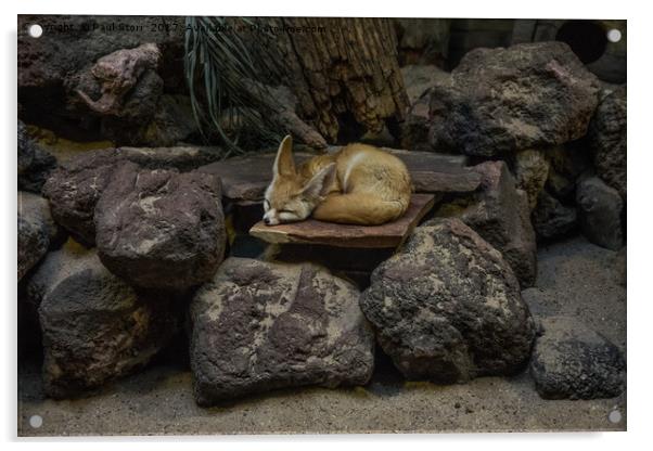 Fennec Fox sleeping on rocks Acrylic by Paul Storr