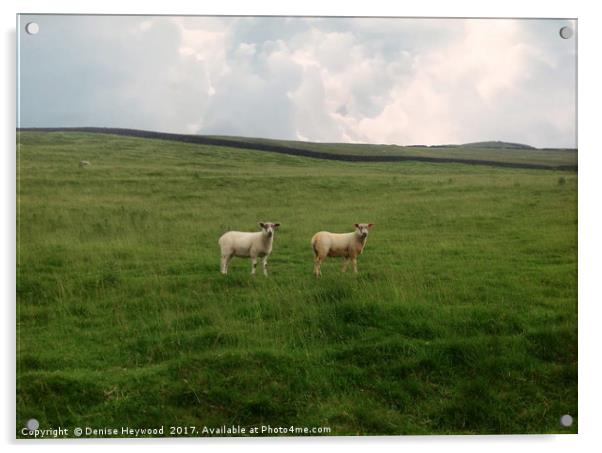 Twin Sheep on a hillside Acrylic by Denise Heywood