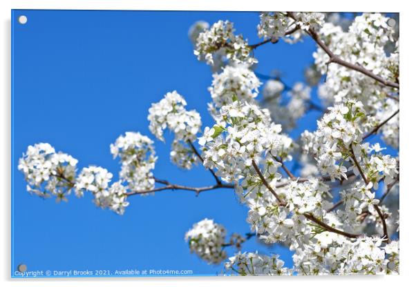 White Pear Blossoms in Spring on Blue Acrylic by Darryl Brooks