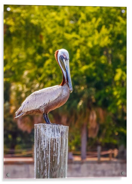 Pelican Perched on Post Acrylic by Darryl Brooks