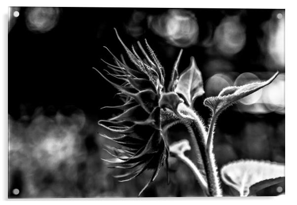Dark Sunflower Acrylic by Darryl Brooks