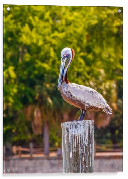 Pelican Perched on Post Acrylic by Darryl Brooks