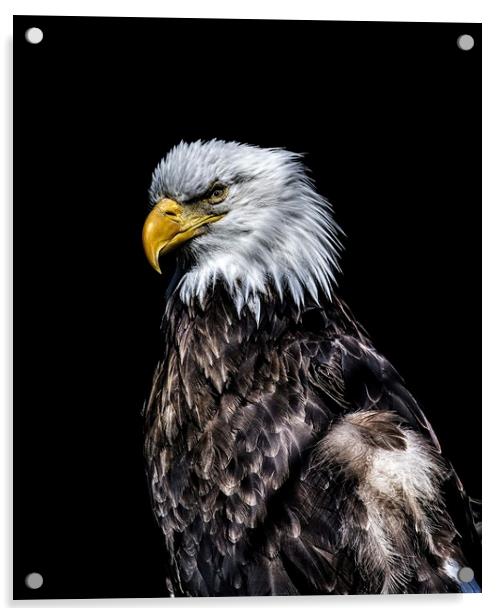 Eagle on Black  Acrylic by Darryl Brooks