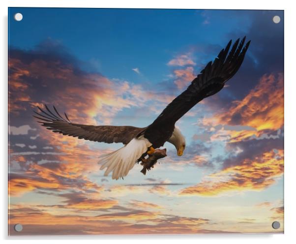 Eagle on Dramatic Sky Acrylic by Darryl Brooks