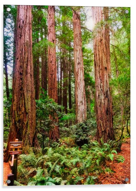 Cathedral Grove in Muir Woods Acrylic by Darryl Brooks