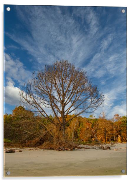 Lone Bare Tree on Edge of Beach Acrylic by Darryl Brooks