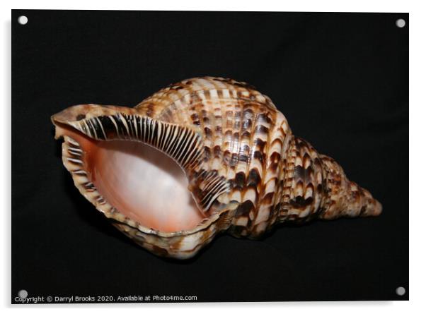 Shell 1 Acrylic by Darryl Brooks