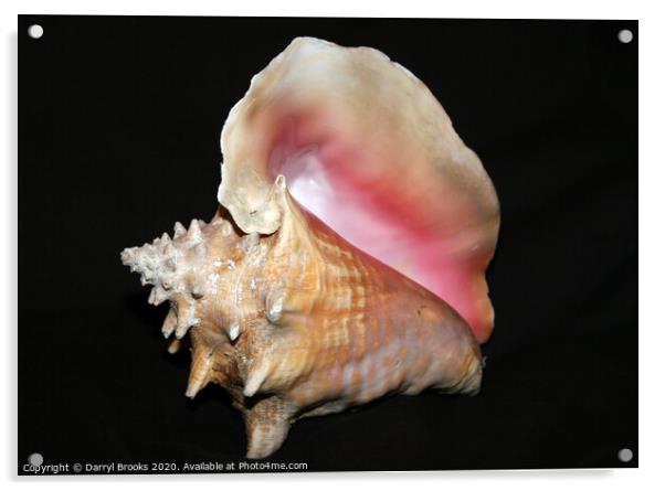 Shell 3 Acrylic by Darryl Brooks