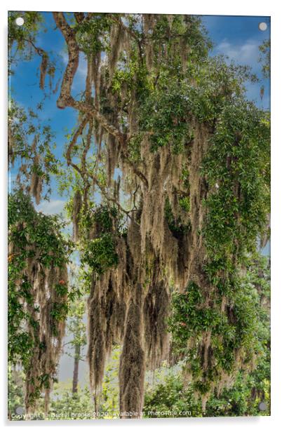 Spanish Moss in Oaks Acrylic by Darryl Brooks