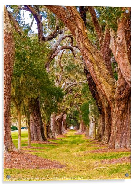 Ancient Oaks in Rows Acrylic by Darryl Brooks