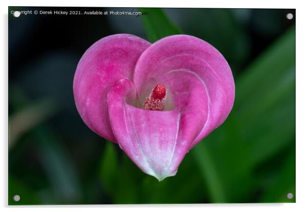 Love Heart Calla Lily Acrylic by Derek Hickey
