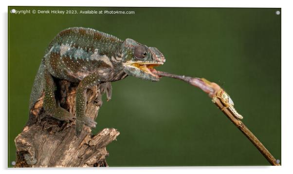 Panther Chameleon feeding Acrylic by Derek Hickey