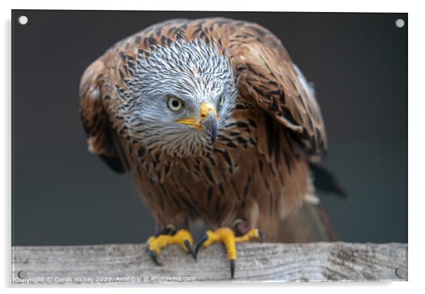 Red Kite  Acrylic by Derek Hickey