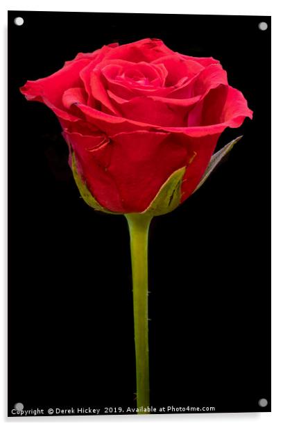 Valentine Rose Acrylic by Derek Hickey