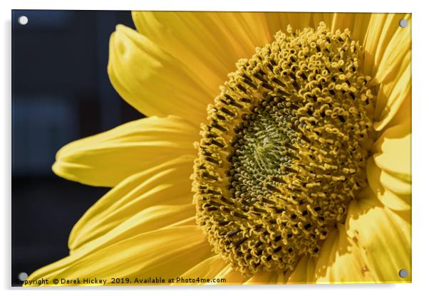 Sunflower Acrylic by Derek Hickey