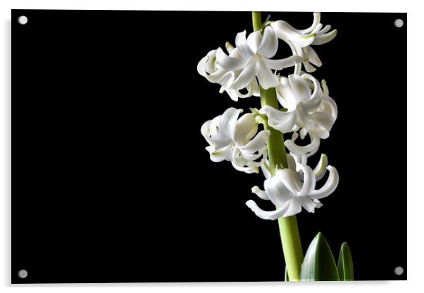 Tender white flowers of hyacinth Acrylic by Dobrydnev Sergei