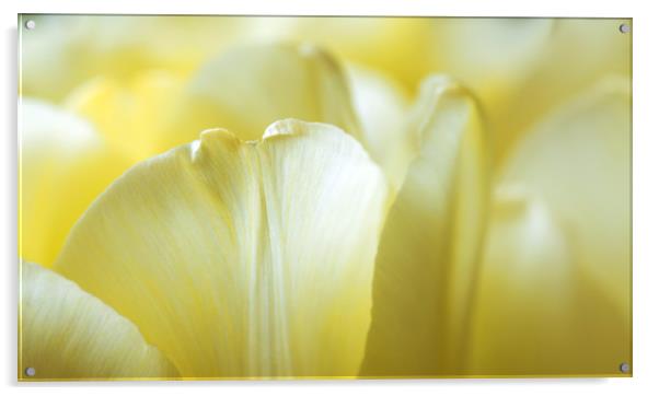 Petals of yellow tulips close-up  Acrylic by Dobrydnev Sergei