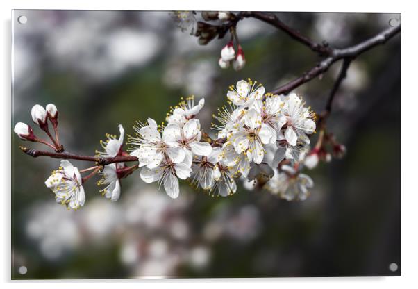 Cherry tree branch with blossoming flowers  Acrylic by Dobrydnev Sergei