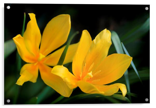 Yellow tulips on nature background Acrylic by Olena Ivanova