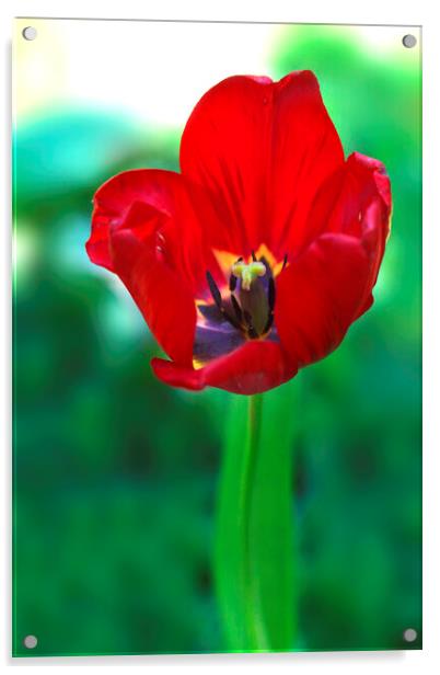 Red tulip on green background Acrylic by Olena Ivanova