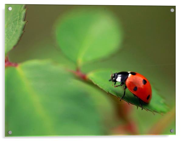 red ladybug Acrylic by Olena Ivanova