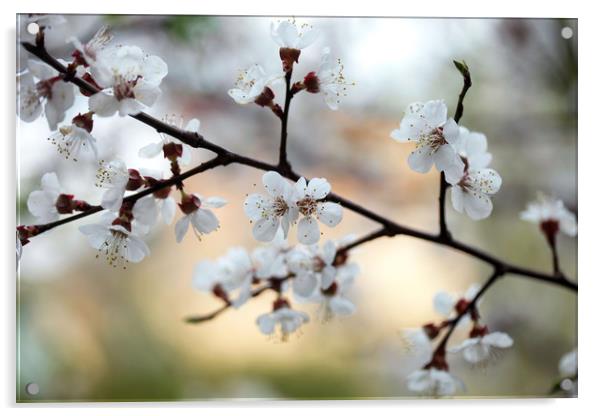 white flowers on spring flowering tree Acrylic by Olena Ivanova