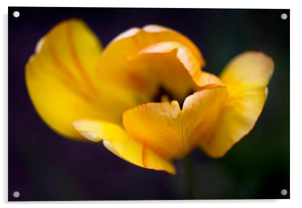 yellow tulip on black background Acrylic by Olena Ivanova