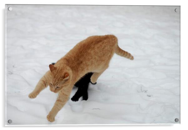 A cat playing with a frisbee in the snow Acrylic by Olena Ivanova