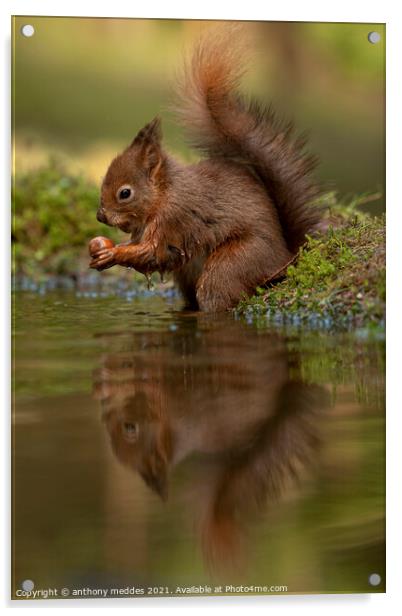 A squirrel looking into a body of water Acrylic by anthony meddes