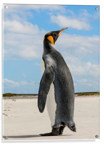 Emperor Penguin  Acrylic by Sean Clee