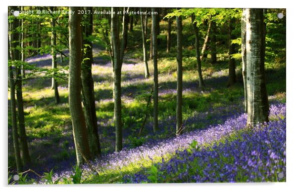 Bluebell Wood Acrylic by Richard Sealy