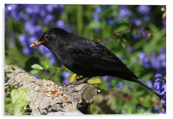Blackbird. Acrylic by Andrew Bell