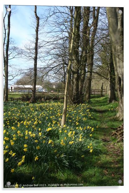 Daffodil footpath Acrylic by Andrew Bell